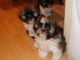 Pui Shih-tzu