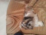 Pui shih-tzu
