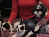 Pui SHIH TZU DE VANZARE!!!