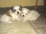 Pui shih-tzu si bichon