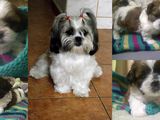 pui shihtzu