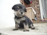 Pui westie si terrier