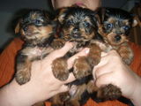 Pui Yorkie Terrier