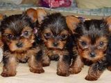 pui yorkshire terrier