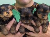 pui yorkshire terrier