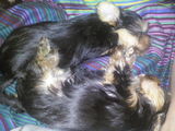 Pui Yorkshire Terrier