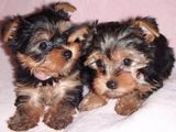 Pui Yorkshire Terrier Mini Toy