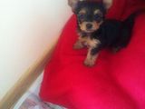 pui  yorshire terrier toy femela