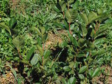 puiet aronia