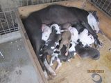 PUII AMSTAFF