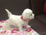 Puii de bichon maltese