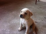 Puii Labrador!!