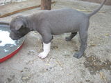 puii pitbull blue