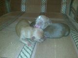Puii Pitbull RedNose