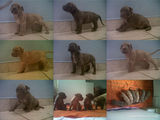 Puituti de Pitbull red nose de vanzare