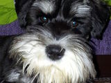 Puiut (mascul) Schnauzer pitic