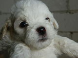 Puiuti bichon maltese