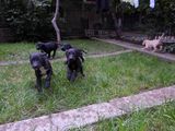 Puiuti de labrador metis