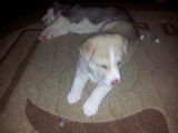 puiuti husky