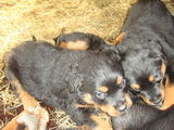 Rottweiler-3 luni-350 RON