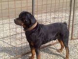 rottweiler de vanzare