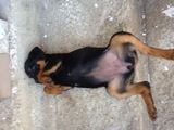 rottweiler fetita