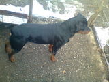 Rottweiler mascul