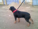 Rottweiler pentru monta