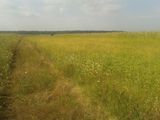 Sabareni - Giurgiu , Loc de casa. Zona minunata. Padurea aproape.