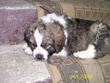 saint bernard