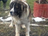 Saint bernard