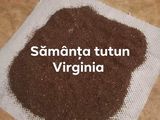 Samanta tutun virginia gold