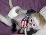 Sănătoși de sex masculin și de sex feminin maimute capucin pentru adoptare