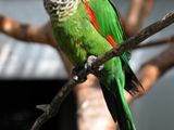 Schimb diferite rase de papagali cu  papagaljako