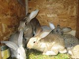 Schimb iepuri cu prepelite