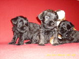 Schnauzer Pitic
