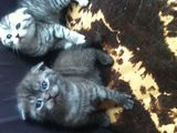 Scottish fold