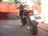 scuter hond