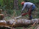 Sezonul de iarna-forestier Germania