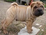 shar-pei 7 saptamani