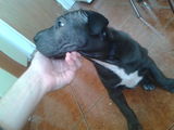 Shar Pei de vanzare pui mascul 2 luni