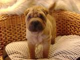 shar-pei deosebiti