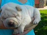 Shar pei femela ALBA , crem, maro (exemplare foarte rare) si 2 masculi maro