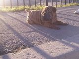 shar pei mascul culoarea ciocolatiu