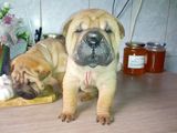 Shar pei puppy