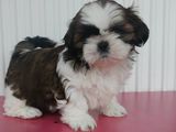 shih tzu cu PEDIGREE  DE TIP A