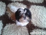 shih-tzu de vanzare