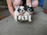 Shih-tzu de vanzare