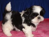 shih tzu superbi si originali
