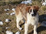 SHIVA pentru adoptie